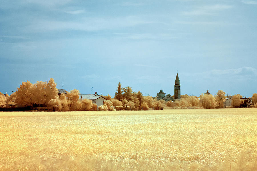 Summer field by Helga Novelli Summer field by Helga Novelli