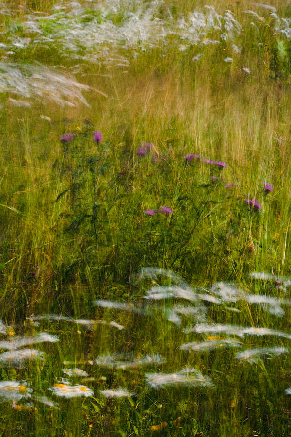 Summer Field Impressions Photograph by Irwin Barrett