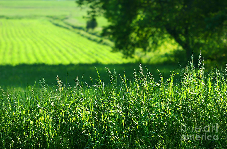 Nature Digital Art - Summer fields of green by Sandra Cunningham