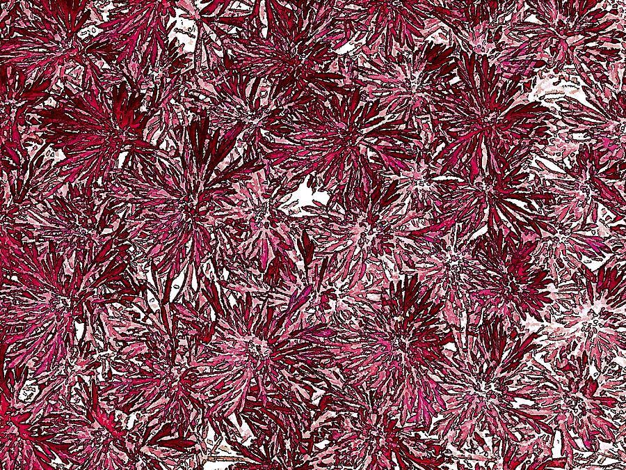 Summer Floral Abstract Digital Art by Doug Morgan