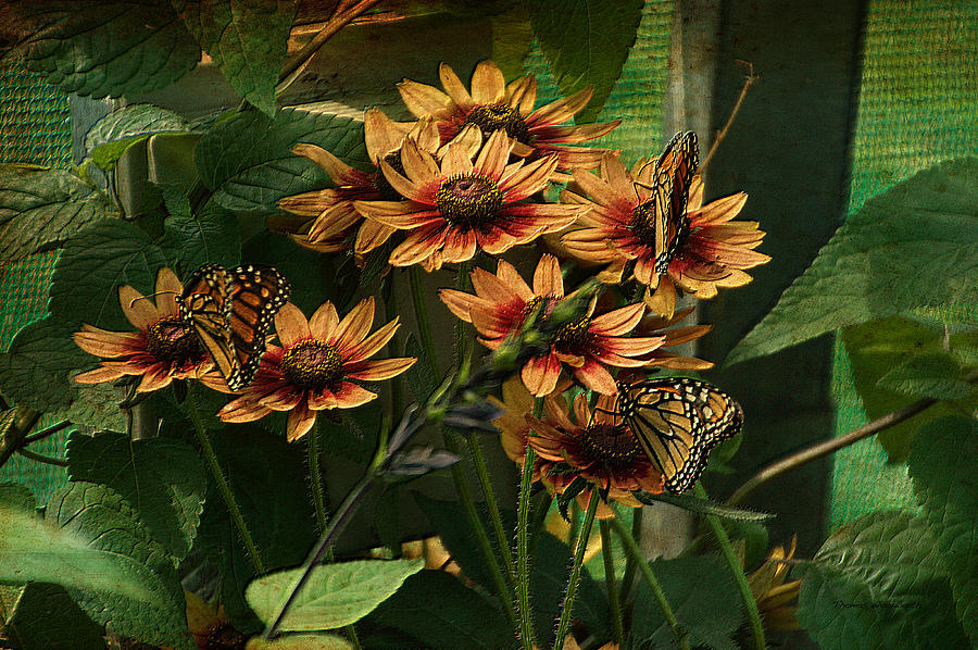 Summer Floral With Monarch Butterflies PA 01 Photograph by Thomas Woolworth