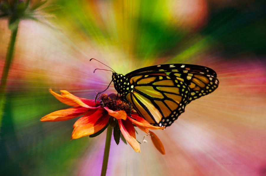 Summer Floral With Monarch Butterfly 03 Prism Mixed Media by Thomas Woolworth