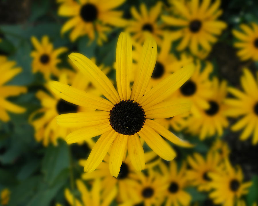 Summer Flower Photograph by Dana Howard Fine Art America