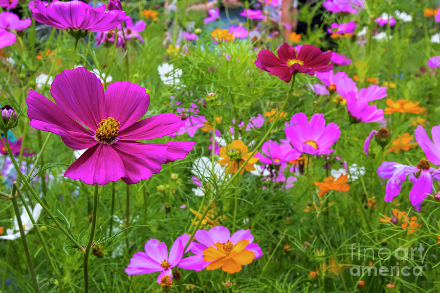 Summer Flower Garden Photograph by Barbara Bowen