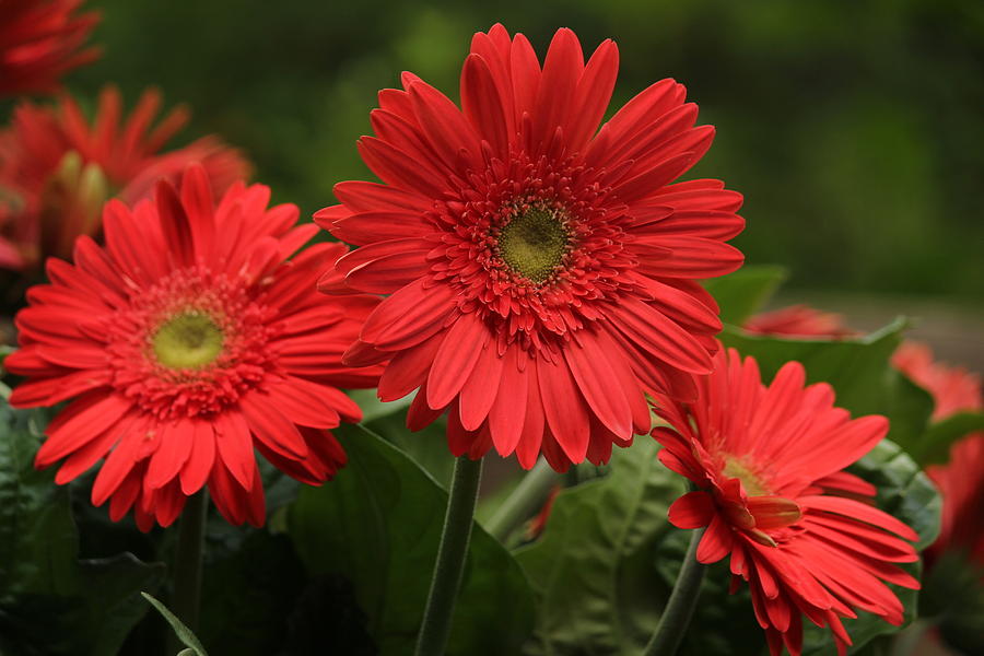 Summer Flower Heat Photograph by Rosanne Jordan - Fine Art America