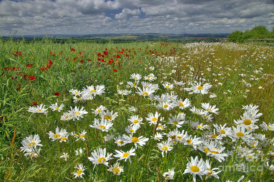 Summer Flower Meadows Photograph by Martyn Arnold