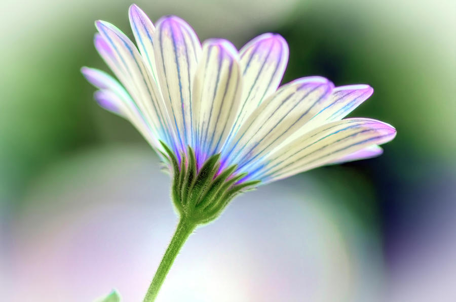 Summer Flower Photograph by Nadia Sanowar