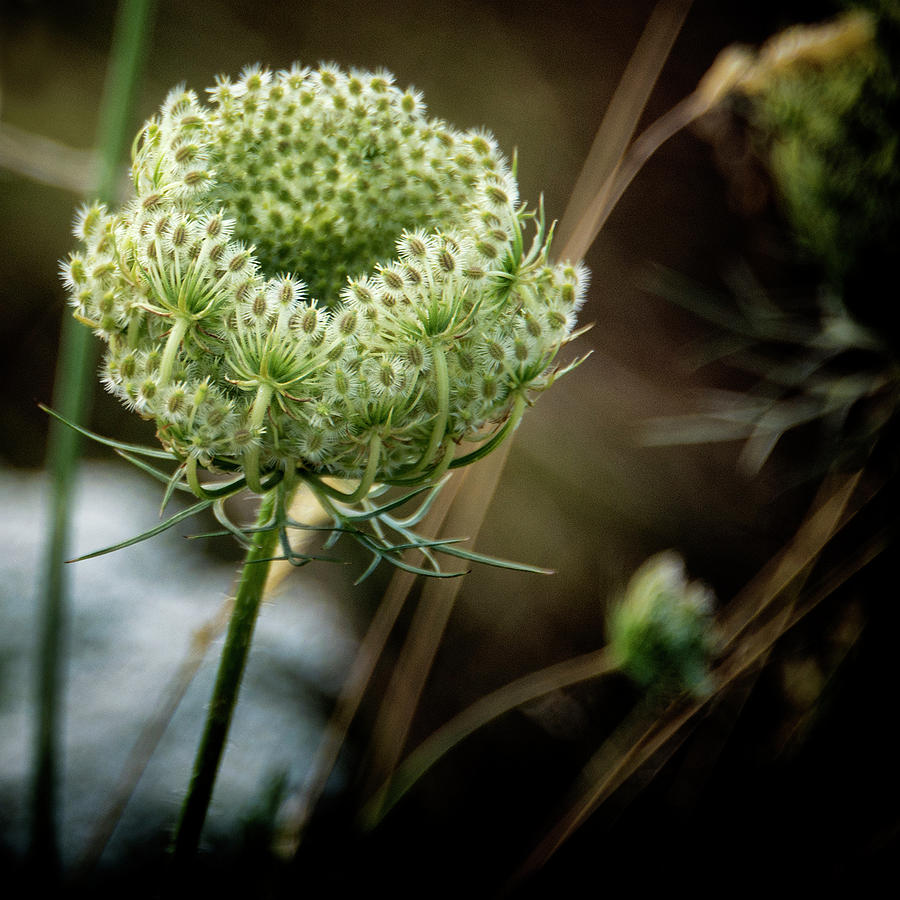 Seeds of Queen Annes Lace  Photograph by Phil Cardamone