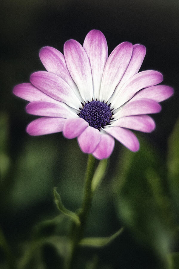 Summer Flower Photograph by Robert Fawcett