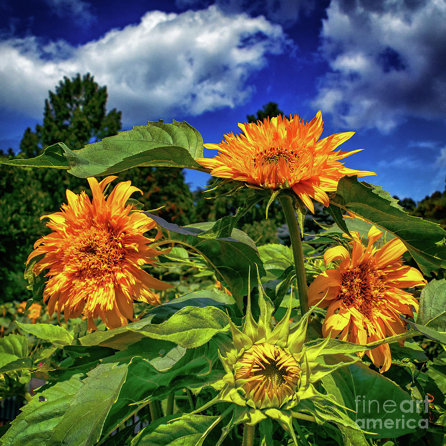 Summer Flowers at Hershey Photograph by Nick Zelinsky Jr