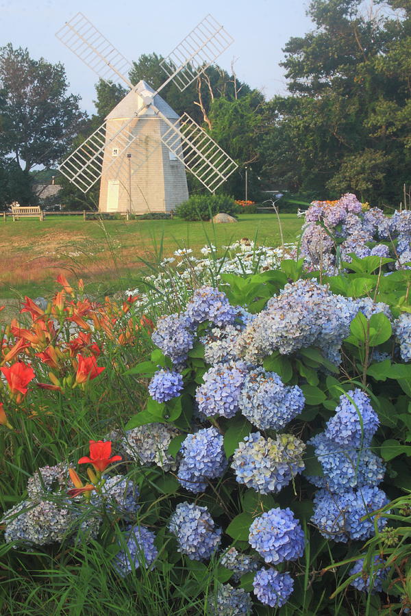 Hydrangeas and Lilies at Young Windmill Cape Cod Photograph by John Burk