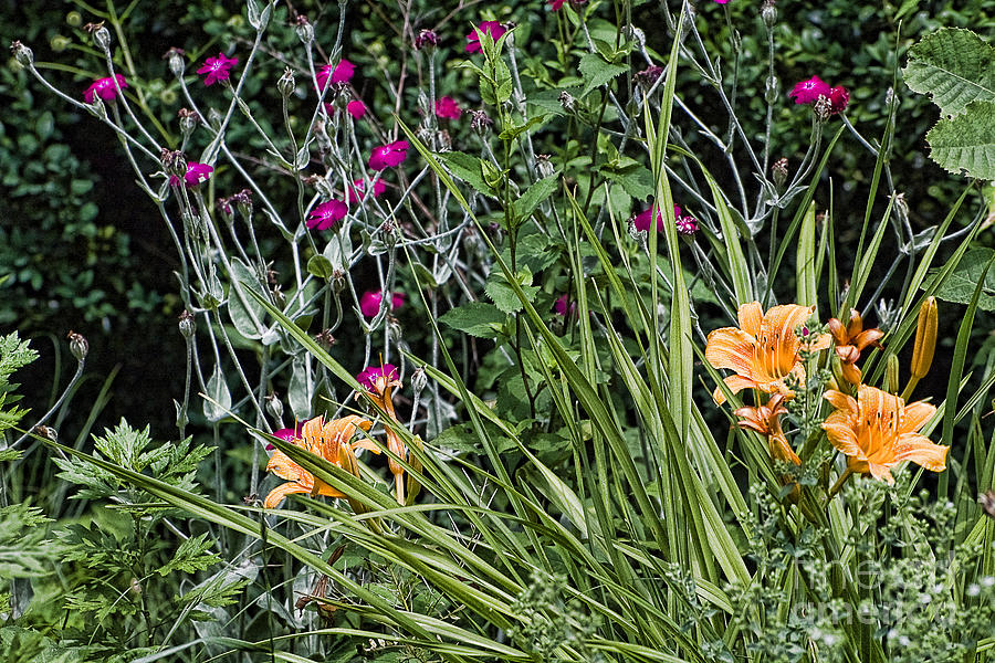 Summer Flowers Photograph by Edward Sobuta