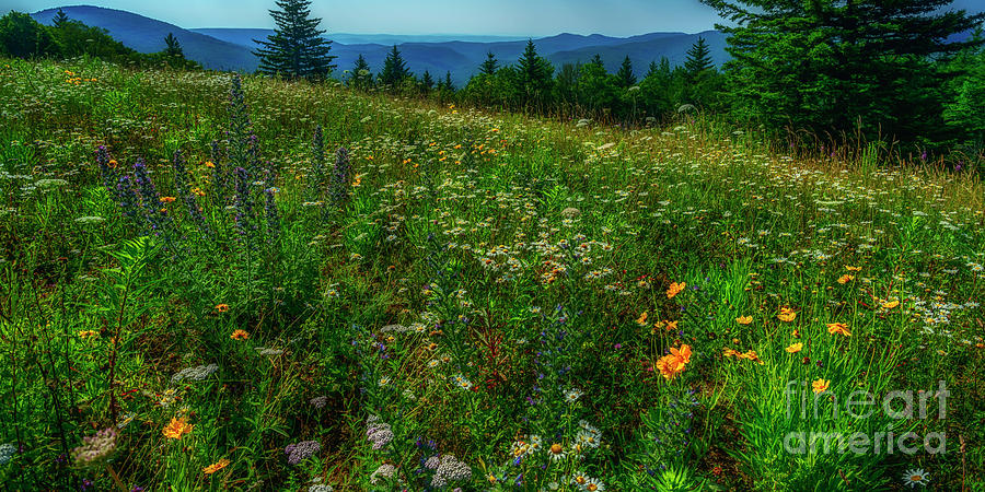 Summer Flowers Highland Scenic Highway Photograph by Thomas R Fletcher