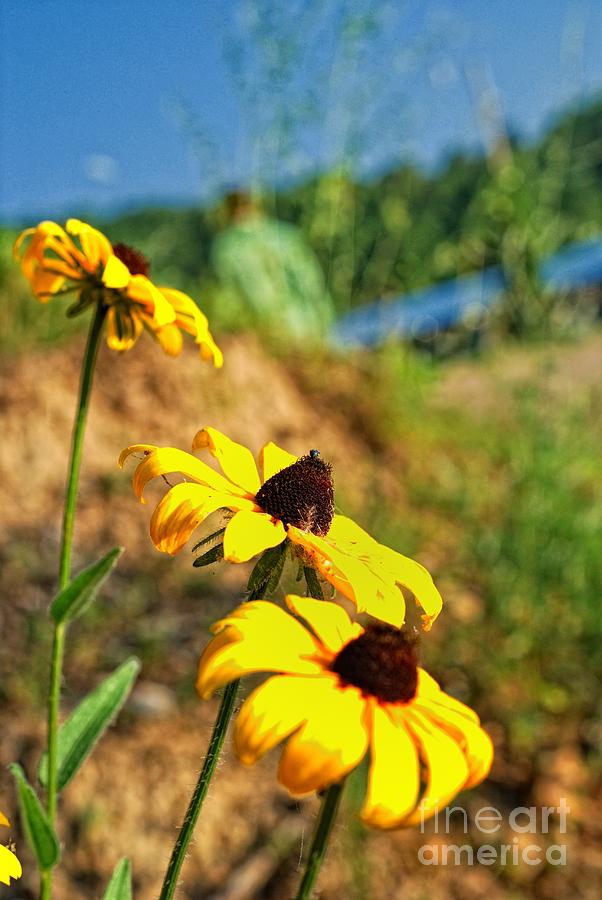 Summer Photograph - Summer flowers by Igor Aleynikov