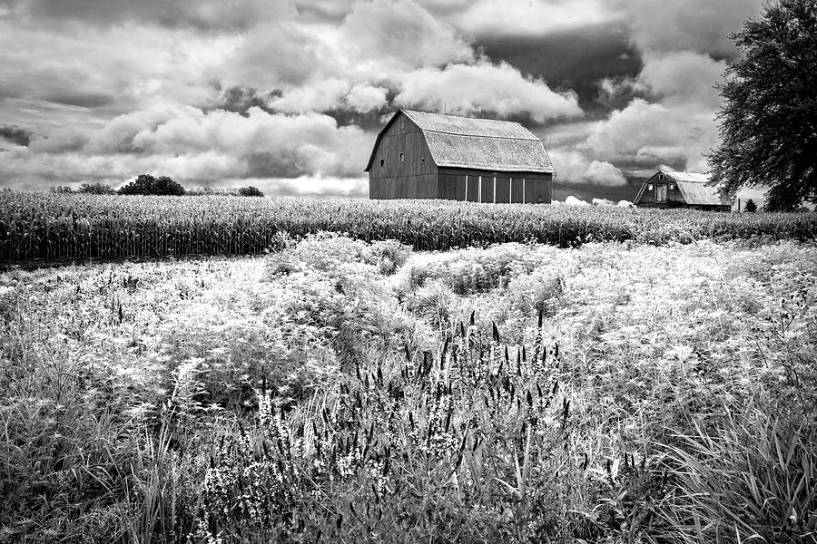 Summer Flowers in Black and White Photograph by Debra and Dave Vanderlaan