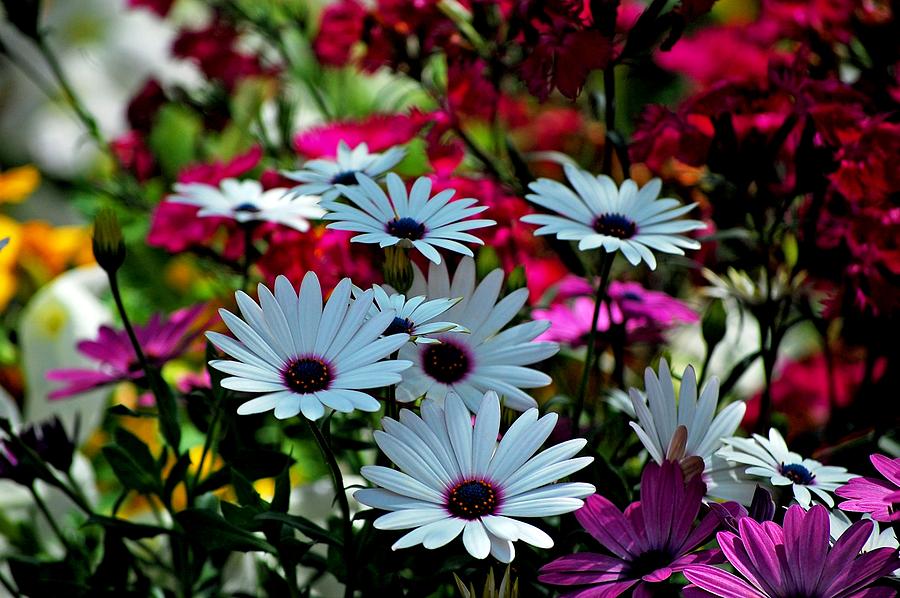 Summer Flowers Photograph by Robert Meanor