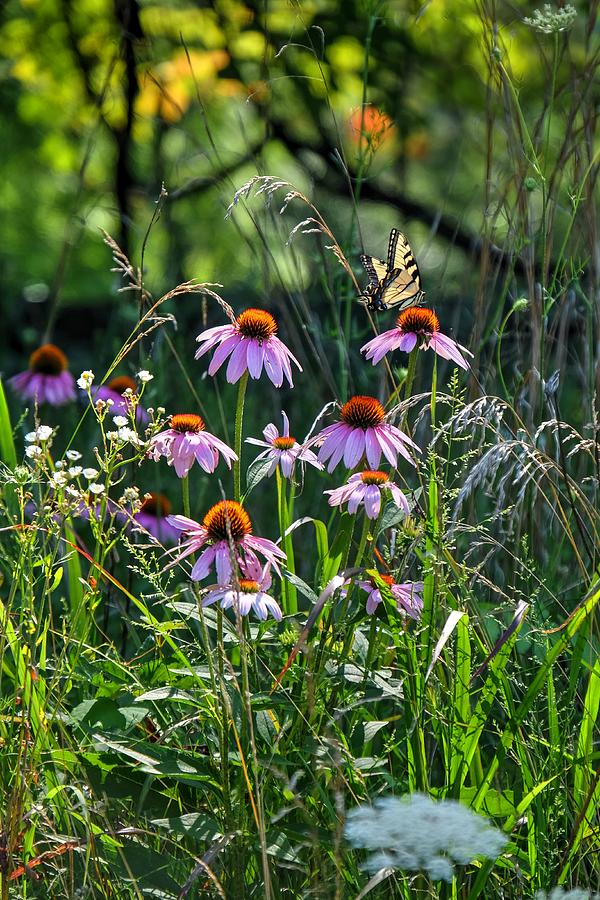 Summer flowers Photograph by Ronda Ryan