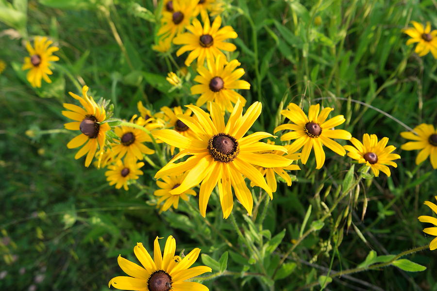 Flower Photograph - Summer flowers by Yazid Ismail Flower Photograph - Summer flowers by Yazid Ismail