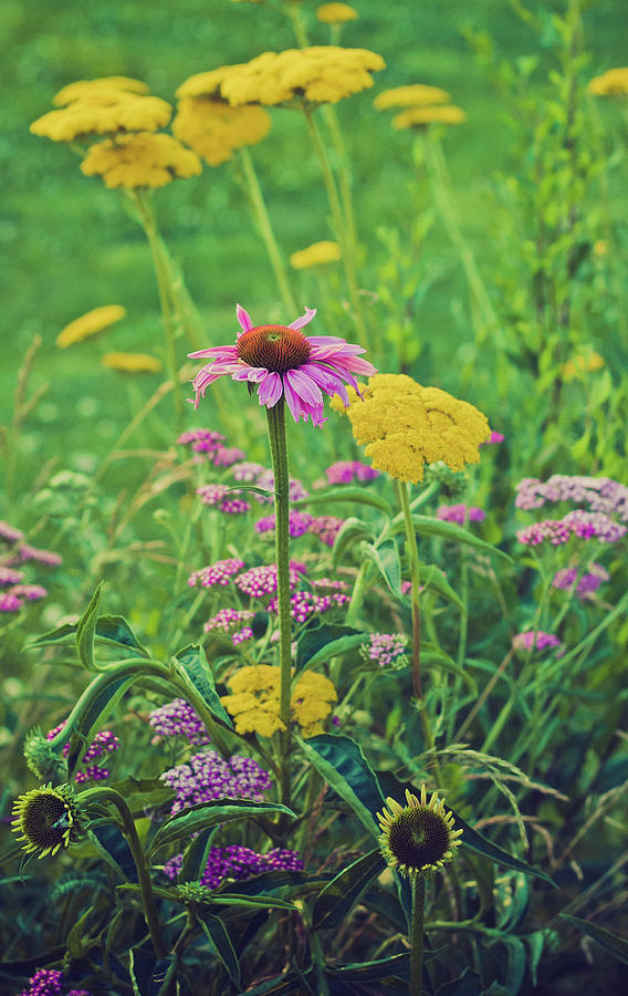 Summer Flowers Photograph by Virginia Folkman