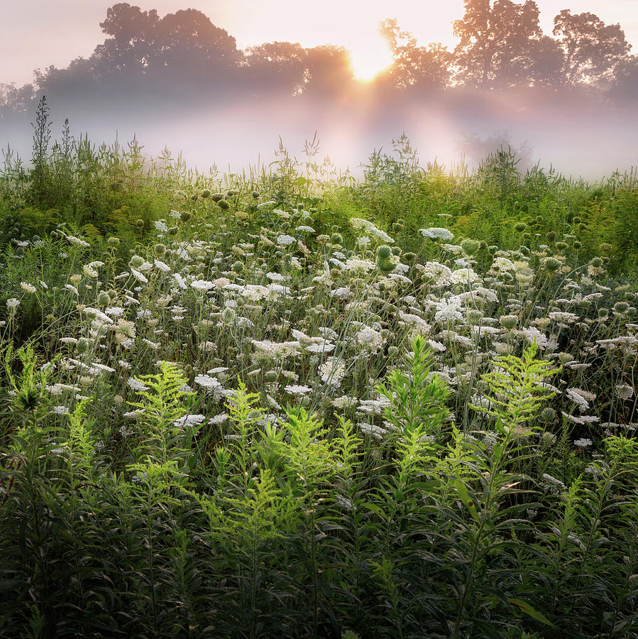 Summer Fog Photograph by Bill Wakeley