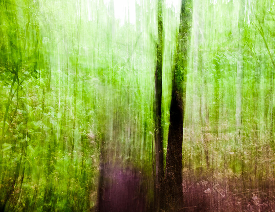 Summer Forest Photograph by Alexander Fedin
