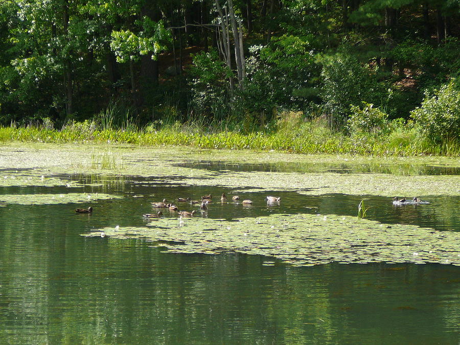Summer Photograph - Summer Fun For Ducks by Joe Smiga Summer Photograph - Summer Fun For Ducks by Joe Smiga