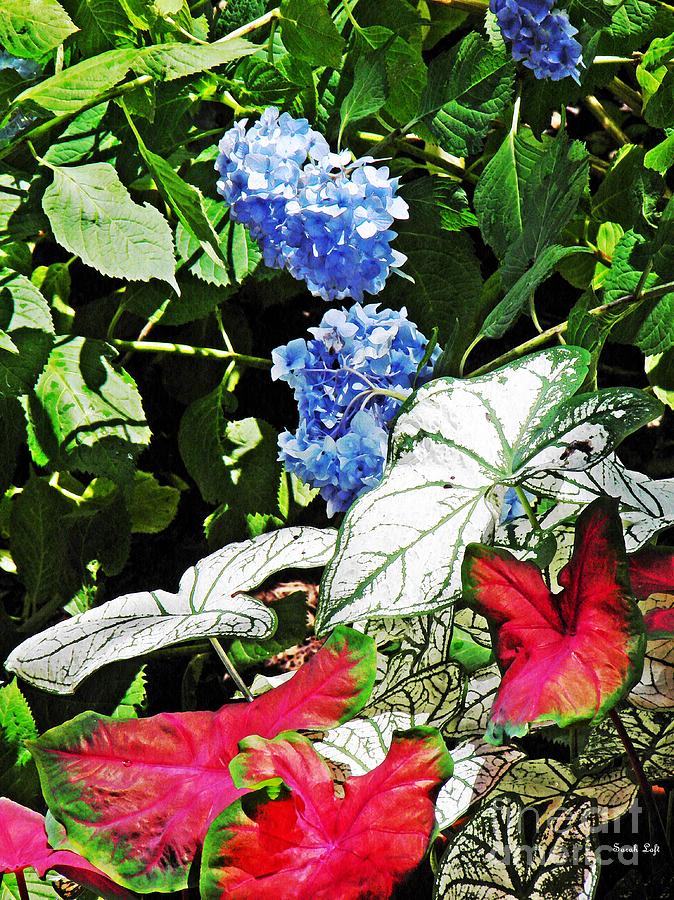 Summer Garden 1 Photograph by Sarah Loft
