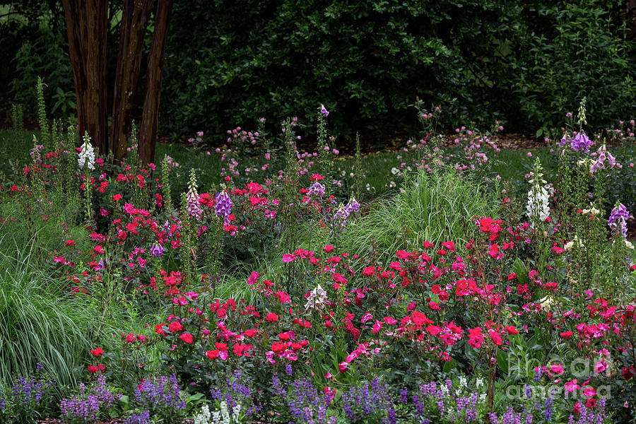 Lilies Photograph - Summer Garden Paradise by Doug Sturgess