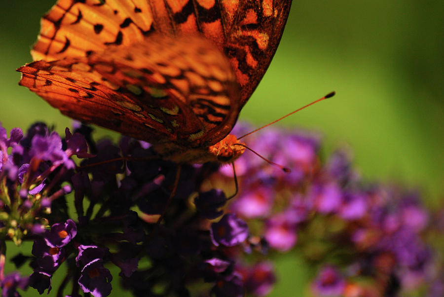 Butterfly Photograph - Summer Glow by Lori Tambakis