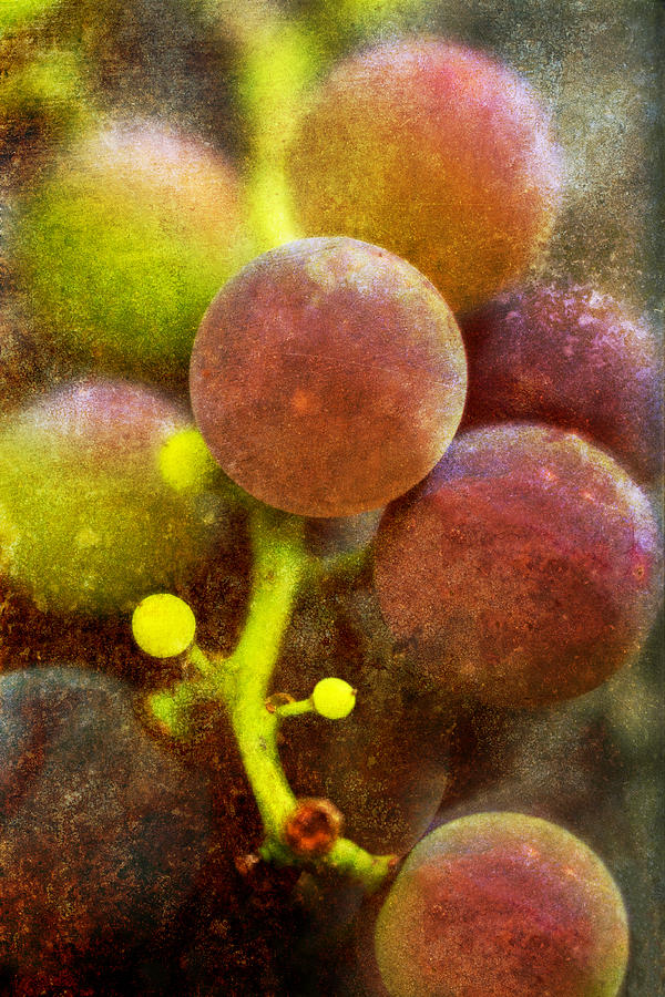 Brattleboro Vermont Photograph - Summer Grapes by Tom Singleton