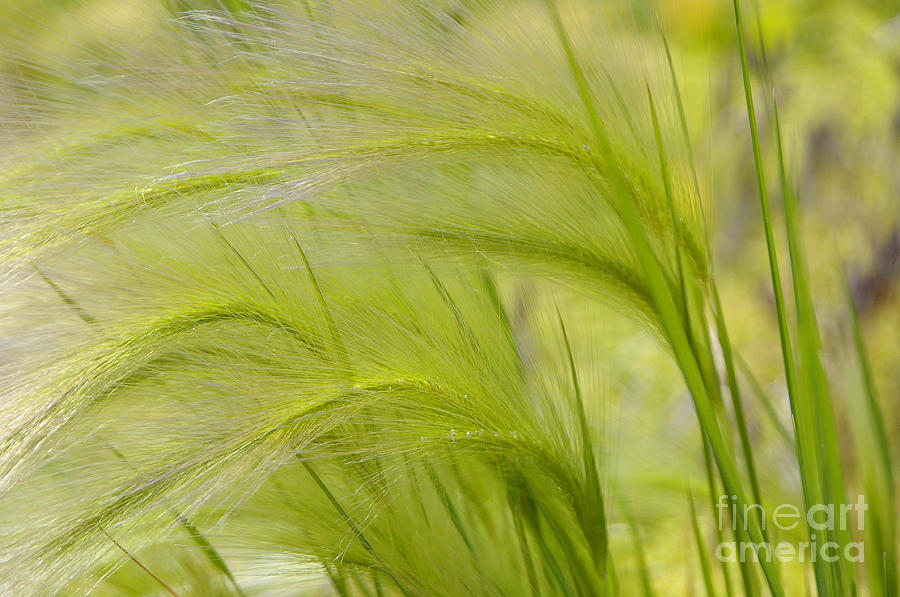 Summer Grass Photograph