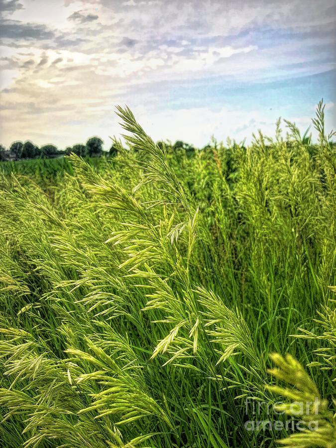 Summer Grass Photograph by Luther Fine Art
