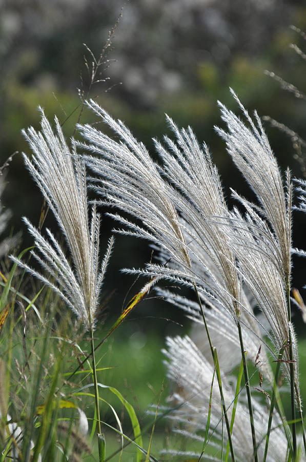 Summer Grasses Photograph by Jan Amiss Photography