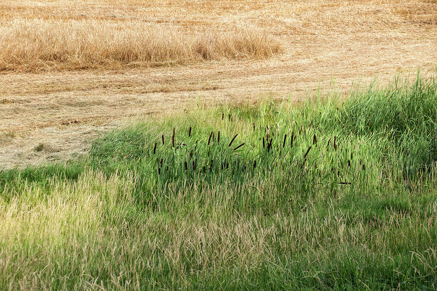 Summer Grasses -  Photograph by Julie Weber