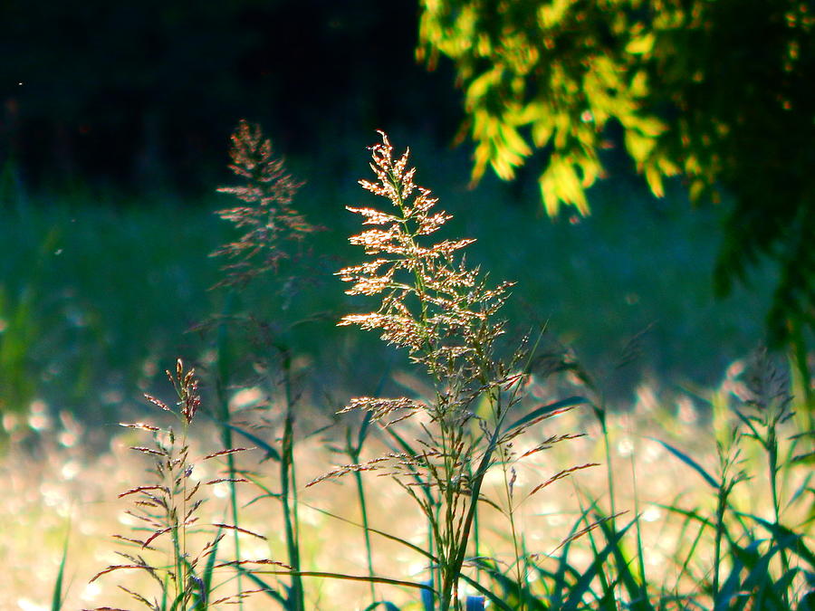 Summer Grasses Photograph by Virginia White