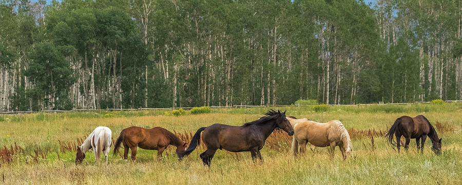 Summer Grazing Photograph by Yeates Photography