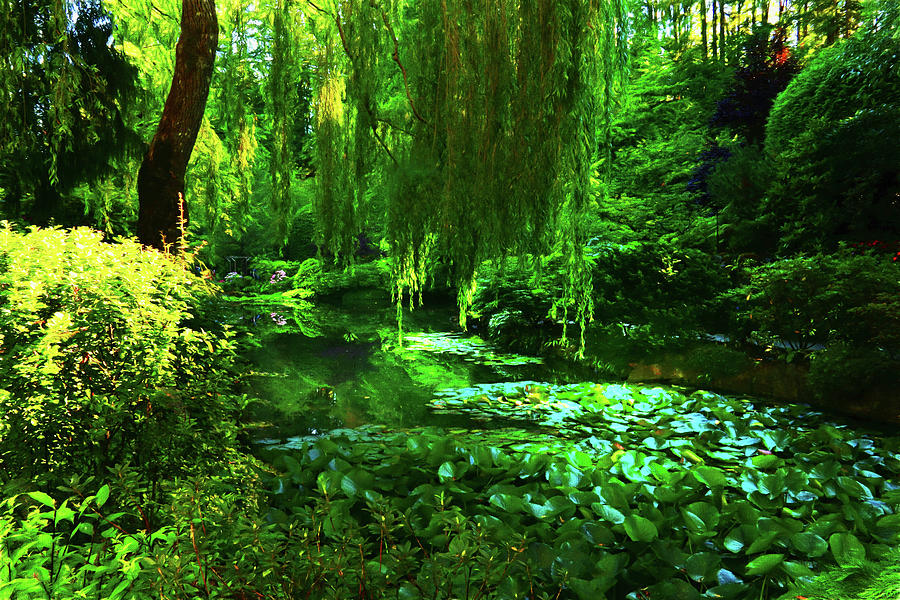 Garden Pond of Summer Greeness Photograph by Ola Allen