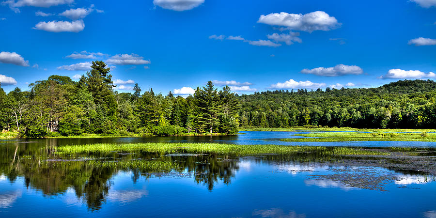 Summer Greens on the Moose River Photograph by David Patterson