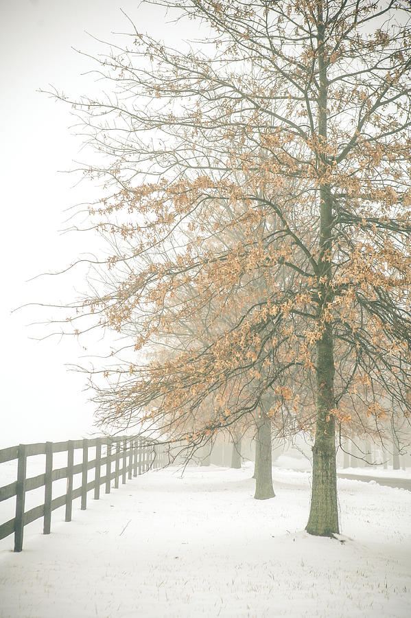 Winter Photograph - Summer Heart by Betsy Barron