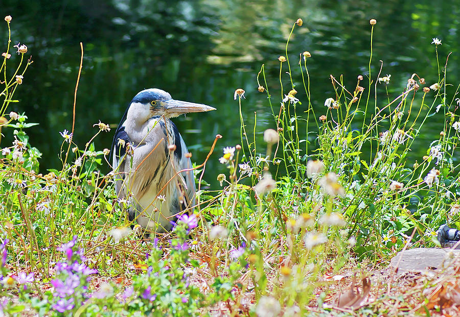 Heron Photograph - Summer Heron by Andy Merrett Heron Photograph - Summer Heron by Andy Merrett