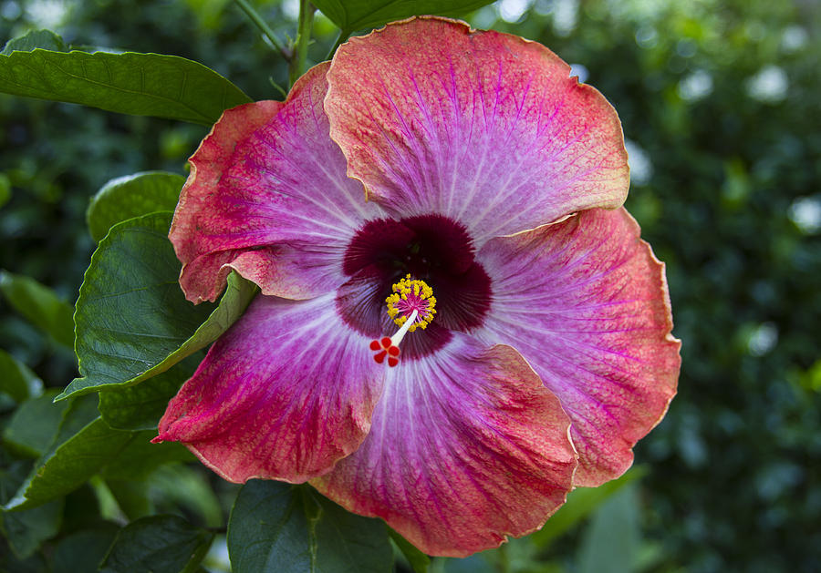 Summer Hibiscus Photograph by Mike Harlan - Fine Art America