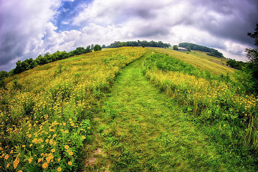 Summer Hike Through Blue Ridge Flowers Photograph by Dan Carmichael