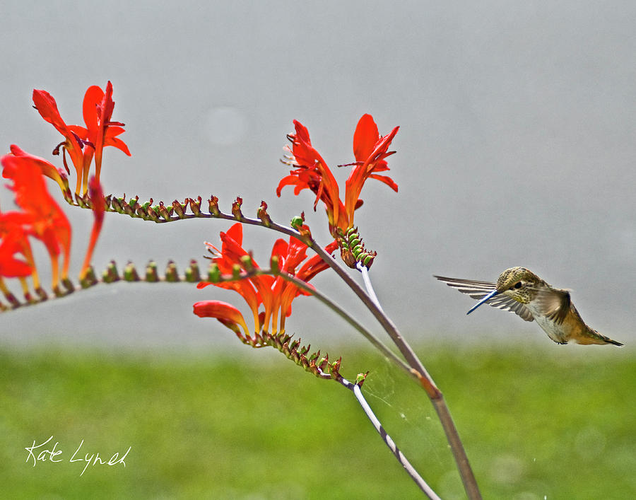 Flower Photograph - Summer Hummer I by Kate Lynch