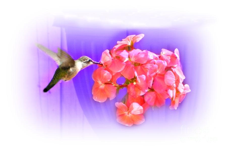 Summer Hummer In New England Photograph by Barbara S Nickerson