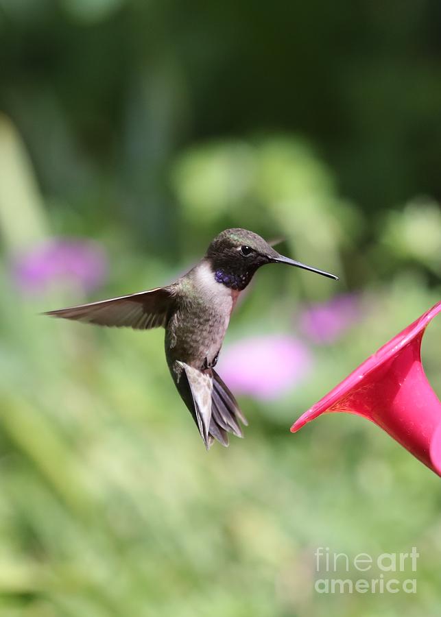 Summer Hummingbird Pause Photograph by Carol Groenen