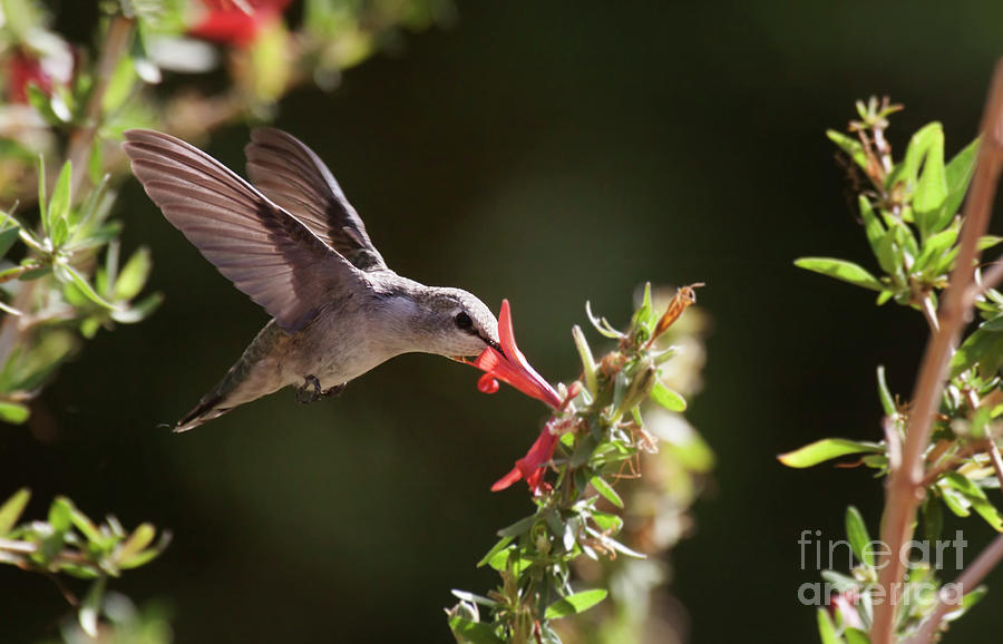 Summer Hummingbird Photograph by Ruth Jolly
