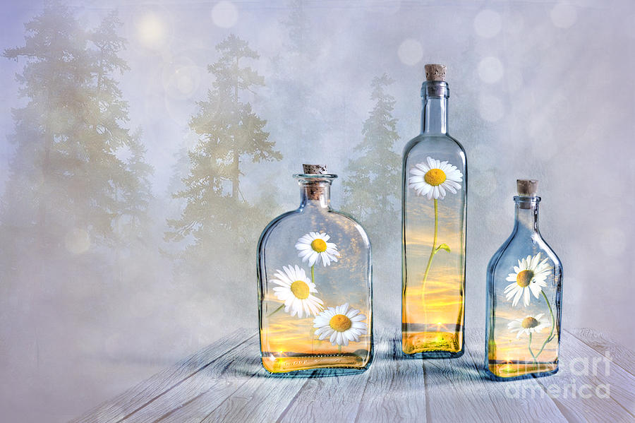 Daisy Photograph - Summer in a bottle by Veikko Suikkanen