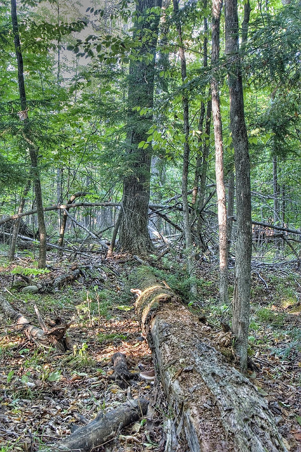 Summer in a Canadian forest by Peter Pauer Summer in a Canadian forest by Peter Pauer