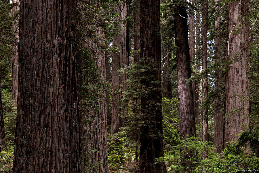 Summer in Redwood National Park Photograph by Alexander Fedin
