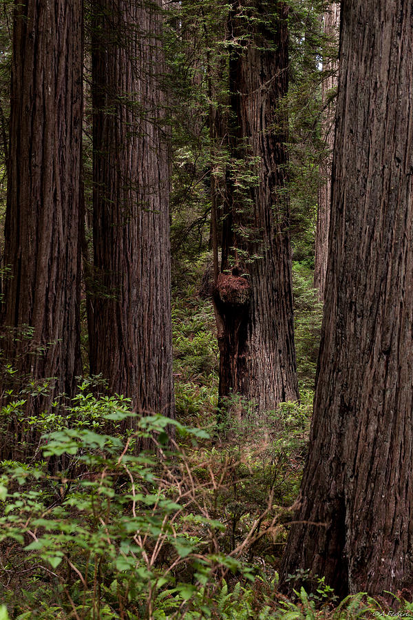 Summer in Redwood National Park Vertical Photograph by Alexander Fedin
